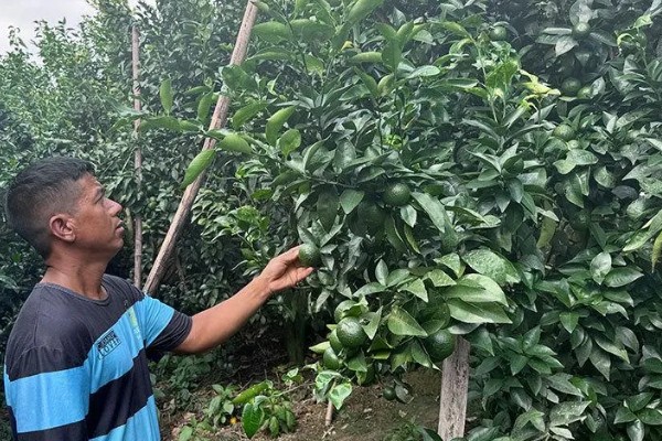 沃柑种植管理及技术，定期中耕除草