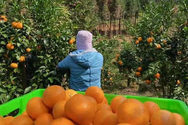 沃柑种植管理及技术，定期中耕除草