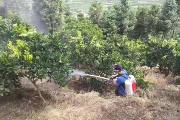 沃柑种植管理及技术，定期中耕除草