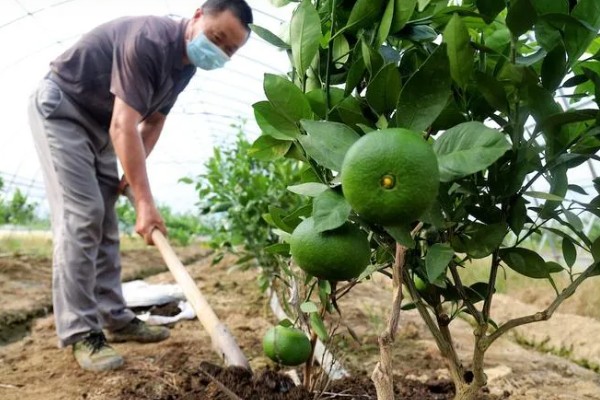 沃柑种植管理及技术，定期中耕除草