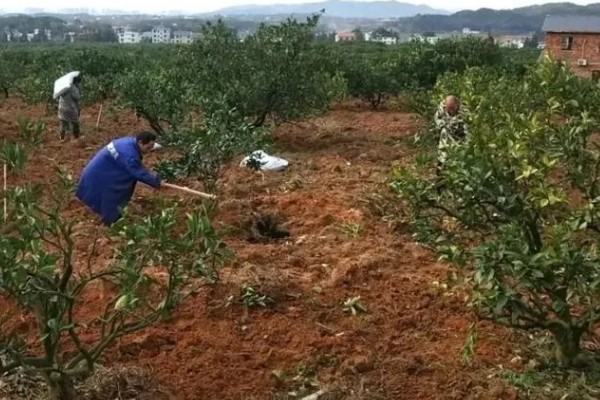沃柑种植管理及技术，定期中耕除草
