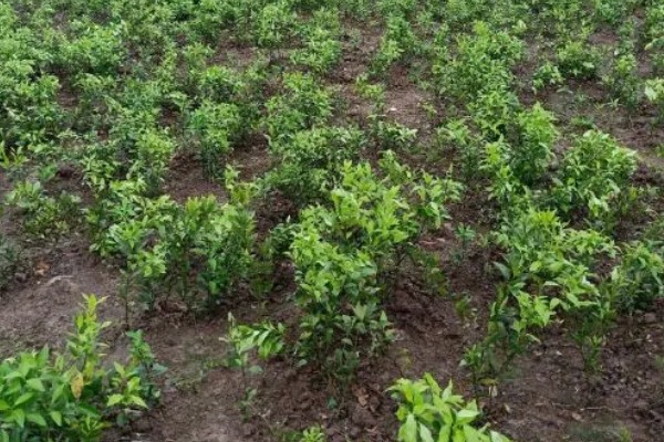 沃柑种植管理及技术，定期中耕除草