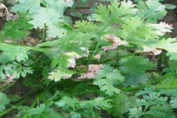 香菜叶斑病怎么防治，播种前用温水浸种消毒