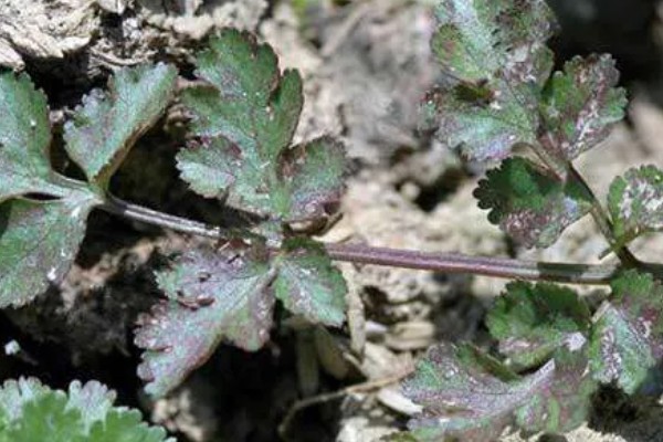 香菜叶斑病怎么防治，播种前用温水浸种消毒