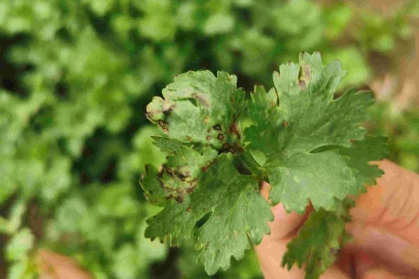 香菜叶斑病怎么防治，播种前用温水浸种消毒