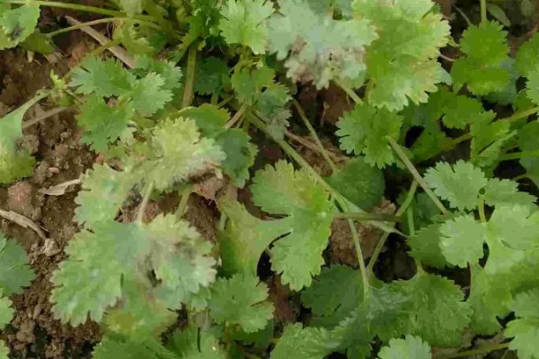 香菜叶斑病怎么防治，播种前用温水浸种消毒