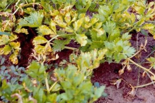 香菜叶斑病怎么防治，播种前用温水浸种消毒