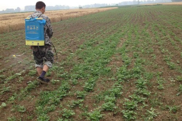 香菜叶斑病怎么防治，播种前用温水浸种消毒