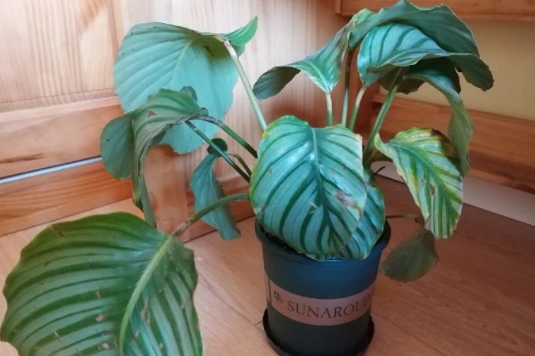 苹果竹芋的修剪方法,剪除庞杂部分能让株型更美观