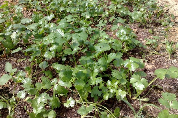 香菜叶斑病怎么防治，播种前用温水浸种消毒