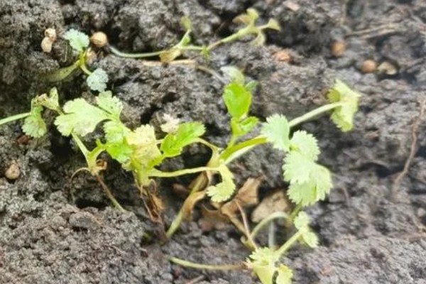 香菜叶斑病怎么防治，播种前用温水浸种消毒