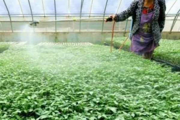 香菜叶斑病怎么防治，播种前用温水浸种消毒