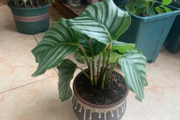 苹果竹芋的修剪方法,剪除庞杂部分能让株型更美观