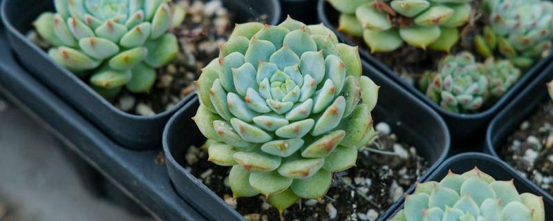 冬天多肉叶子一碰就掉下来的原因，可能是温度过低所致