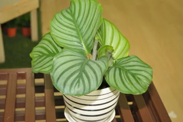 苹果竹芋的修剪方法,剪除庞杂部分能让株型更美观