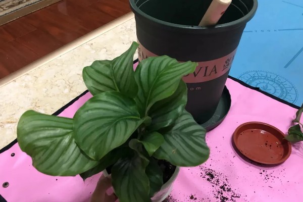 苹果竹芋的修剪方法,剪除庞杂部分能让株型更美观