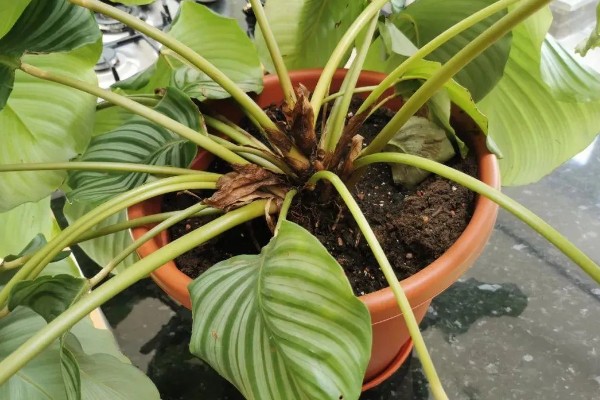 苹果竹芋的修剪方法,剪除庞杂部分能让株型更美观