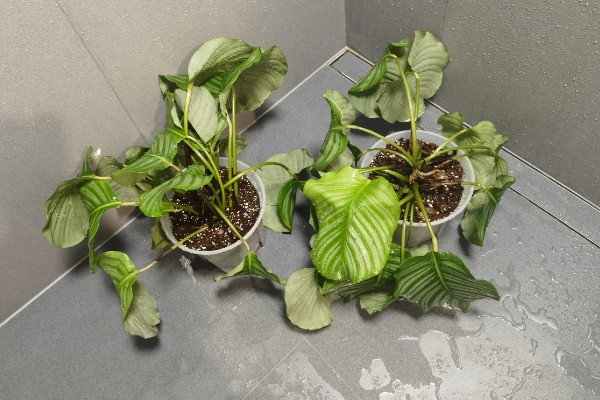 苹果竹芋的修剪方法,剪除庞杂部分能让株型更美观