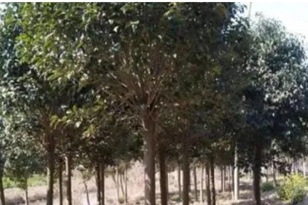 女贞树的形态特征，树皮呈灰褐色或浅灰色