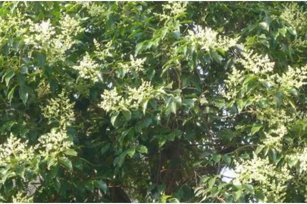 女贞树的形态特征，树皮呈灰褐色或浅灰色