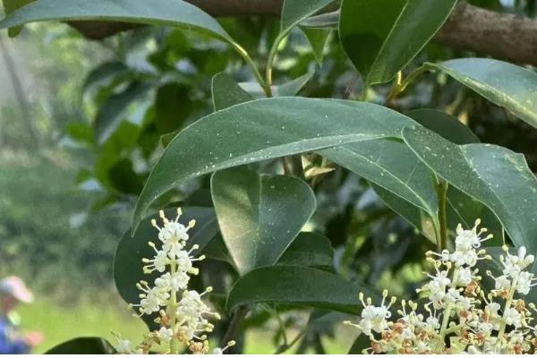 女贞树的形态特征，树皮呈灰褐色或浅灰色