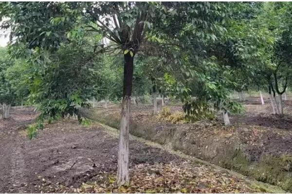 女贞树的形态特征，树皮呈灰褐色或浅灰色