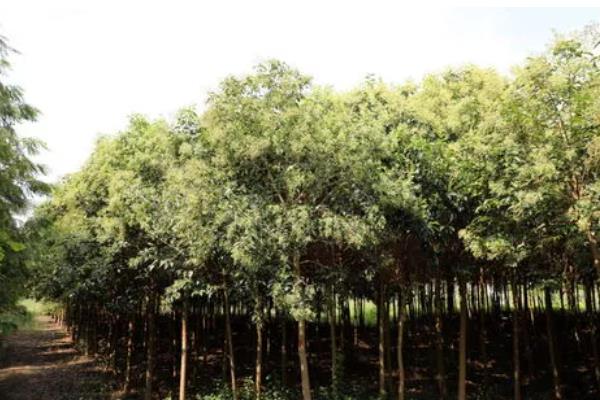 女贞树的形态特征，树皮呈灰褐色或浅灰色