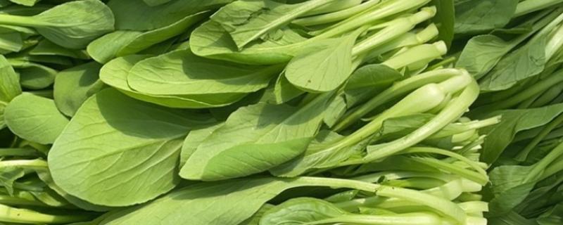 鸡毛菜是小白菜吗，是小白菜的幼苗