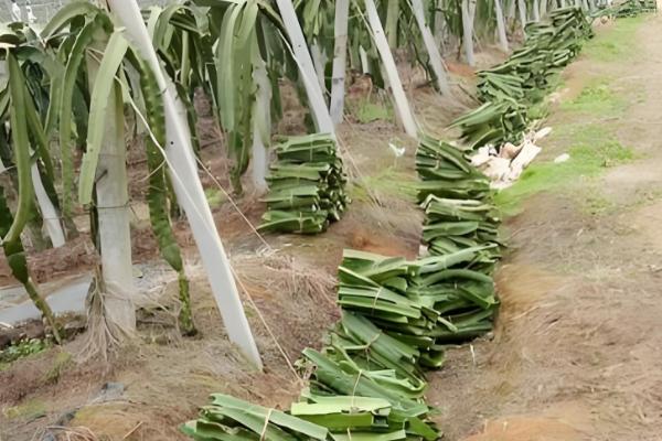 火龙果如何在北方大棚种植，适宜生长的温度为20℃-35℃