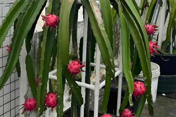 火龙果如何在北方大棚种植，适宜生长的温度为20℃-35℃