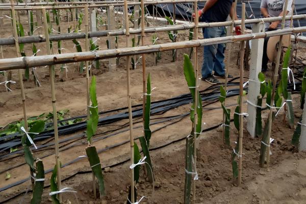 火龙果如何在北方大棚种植，适宜生长的温度为20℃-35℃