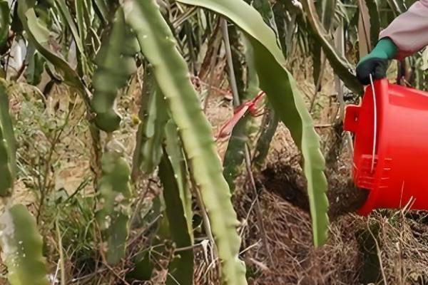 火龙果如何在北方大棚种植，适宜生长的温度为20℃-35℃