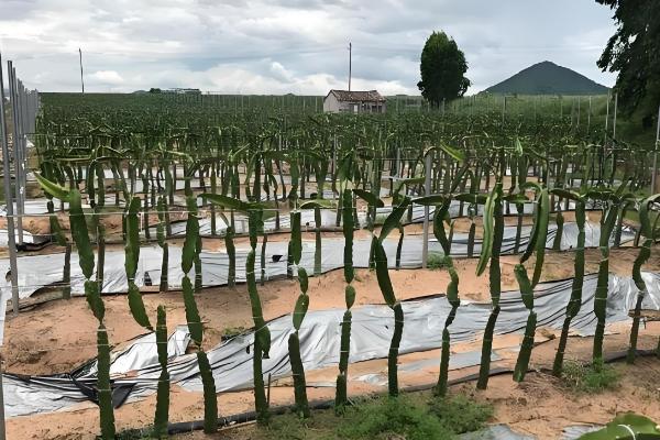 火龙果如何在北方大棚种植，适宜生长的温度为20℃-35℃