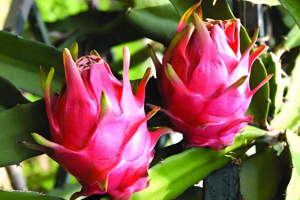 火龙果如何在北方大棚种植，适宜生长的温度为20℃-35℃