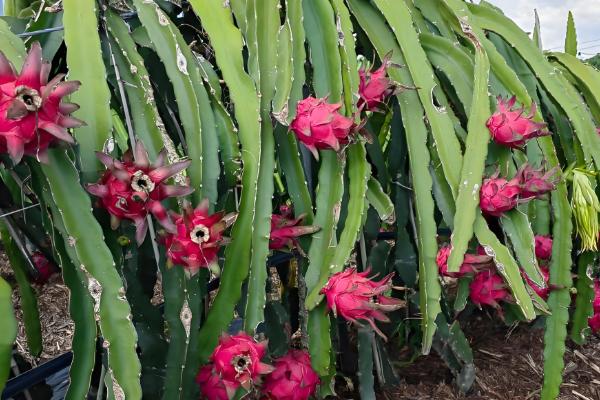 火龙果如何在北方大棚种植，适宜生长的温度为20℃-35℃