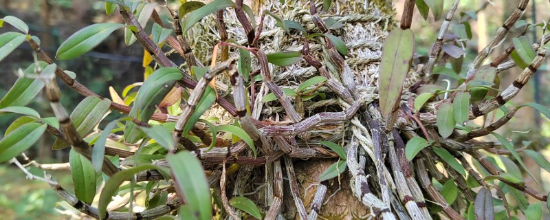 石斛与铁皮石斛的区别，铁皮石斛是石斛的一种