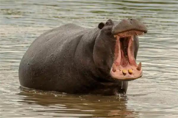 河马的牙齿数量，大牙齿一般有12颗