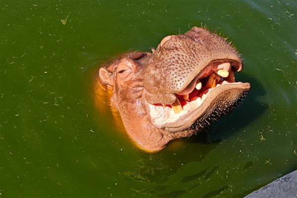 河马的牙齿数量，大牙齿一般有12颗
