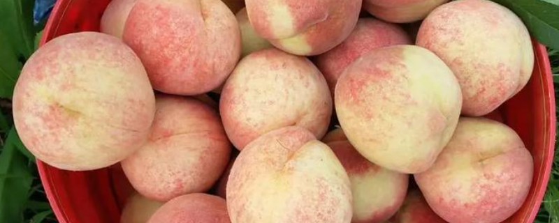 浙江省嵊州市的特产，嵊州水蜜桃备受消费者欢迎