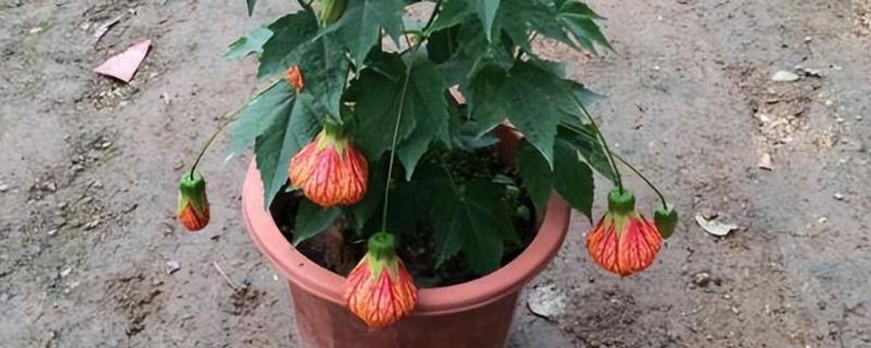 怎么修剪悬铃花，最好是在春季修剪