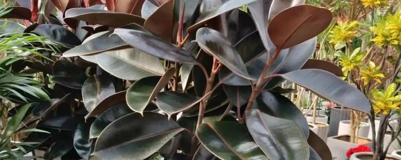 橡皮树开花的形态，花序呈圆锥状