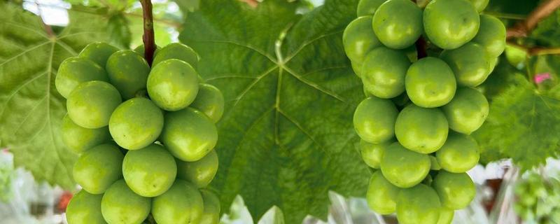 玫瑰葡萄的简介，也叫阳光玫瑰葡萄