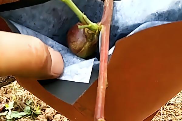 桃树的套袋方法，撑开纸袋套入果实后用铁丝扎紧袋口