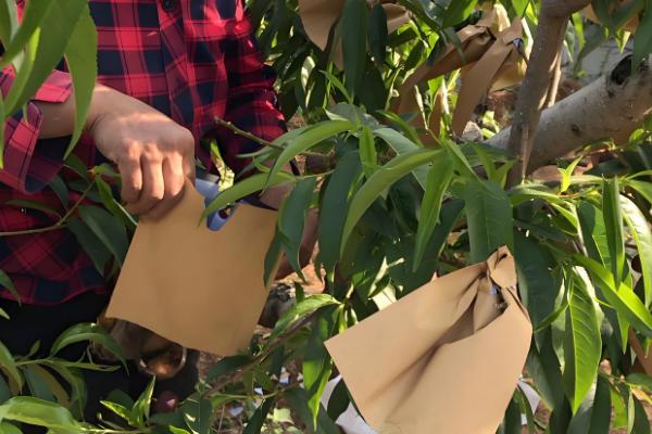 桃树的套袋方法，撑开纸袋套入果实后用铁丝扎紧袋口