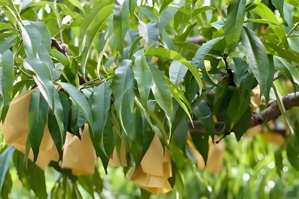 桃树的套袋方法，撑开纸袋套入果实后用铁丝扎紧袋口