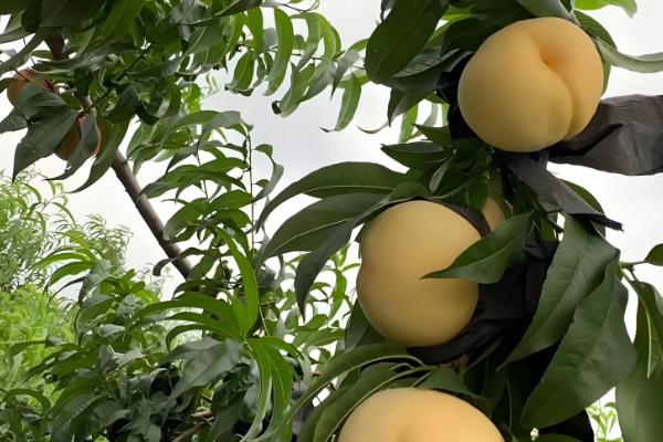 桃树的套袋方法，撑开纸袋套入果实后用铁丝扎紧袋口