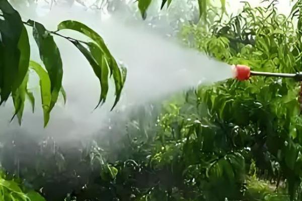 桃树的套袋方法，撑开纸袋套入果实后用铁丝扎紧袋口