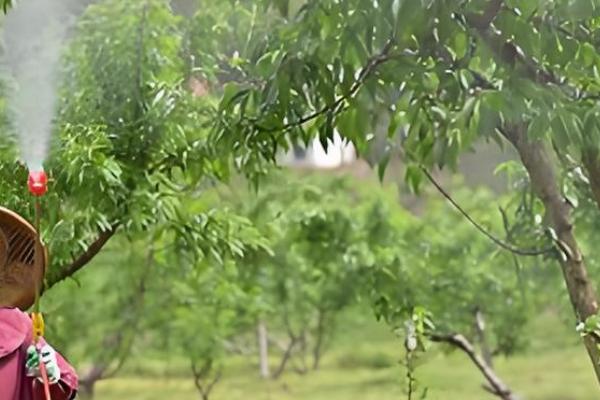 桃树的套袋方法，撑开纸袋套入果实后用铁丝扎紧袋口