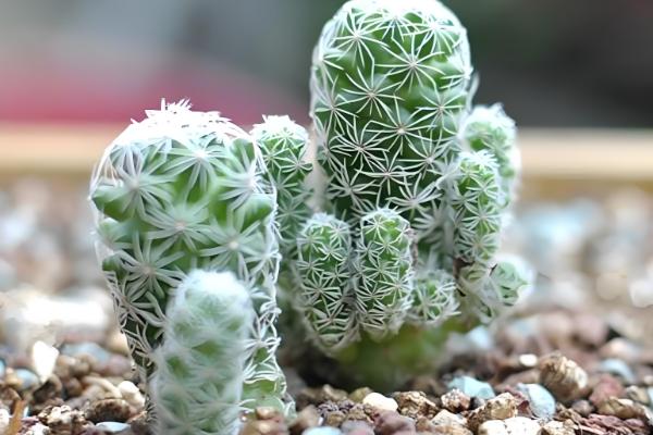 多肉白鸟的施肥方法，春秋季节每隔20-30天追施一次