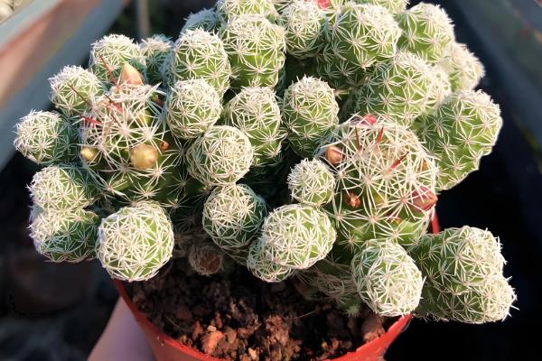 多肉白鸟的施肥方法，春秋季节每隔20-30天追施一次